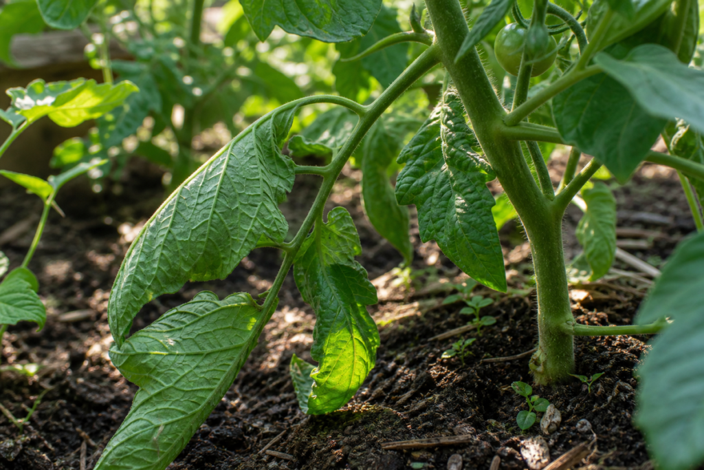Observation des feuilles enroulées et du sol au pied d'un plant de tomate