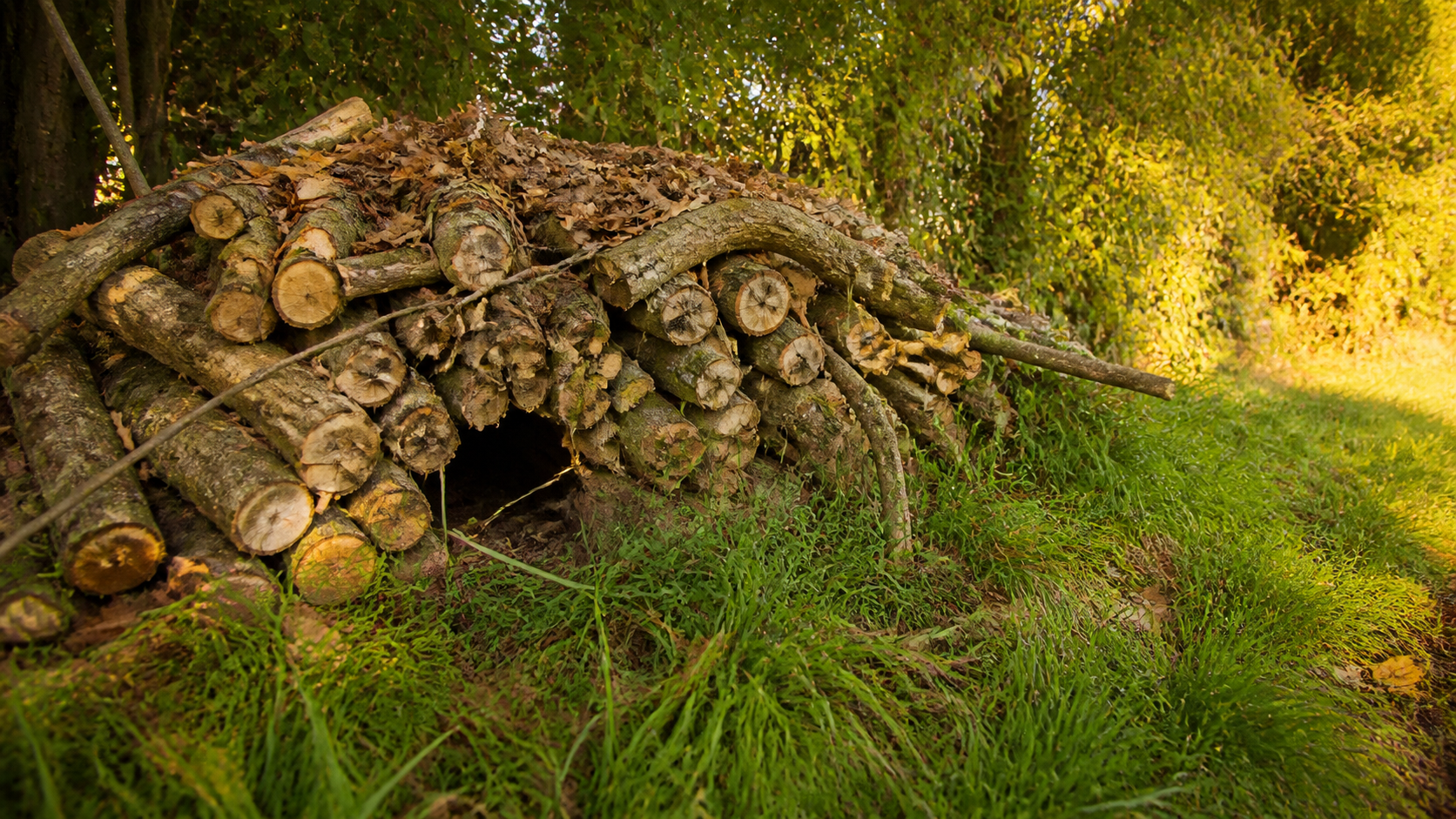 Tas de bûches de bois adossé à une haie champêtre en fin de journée, petite ouverture sombre au niveau du sol, dans un jardin naturel