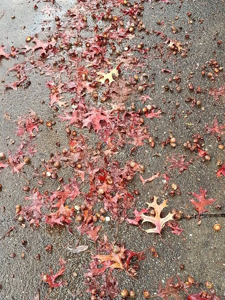 Feuilles mortes utilisées en paillage dans un jardin naturel en automne